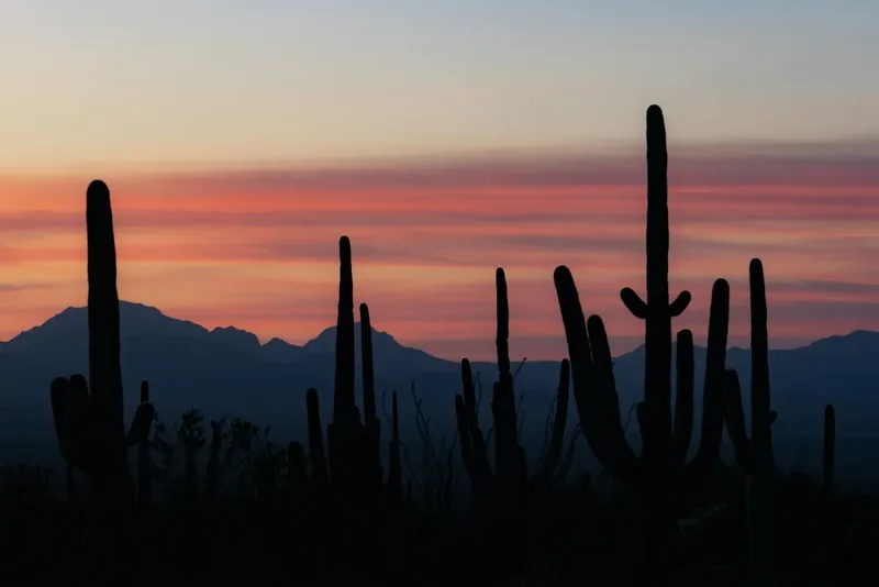 Saguaro silhouettes against a pink Arizona dusk